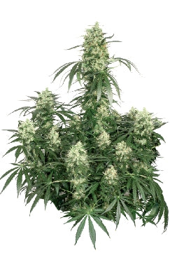 The ultimate marijuana seeds