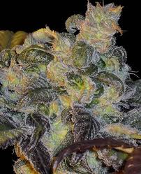 Whitaker blues marijuana seeds