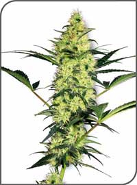 White Diesel Feminized