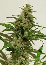 White Star marijuana seeds